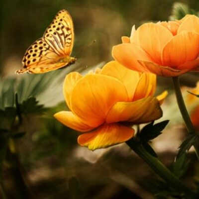 Group logo of Animals